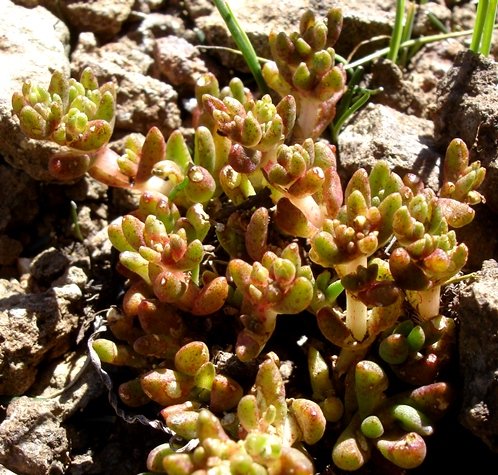 Crassula gemmifera